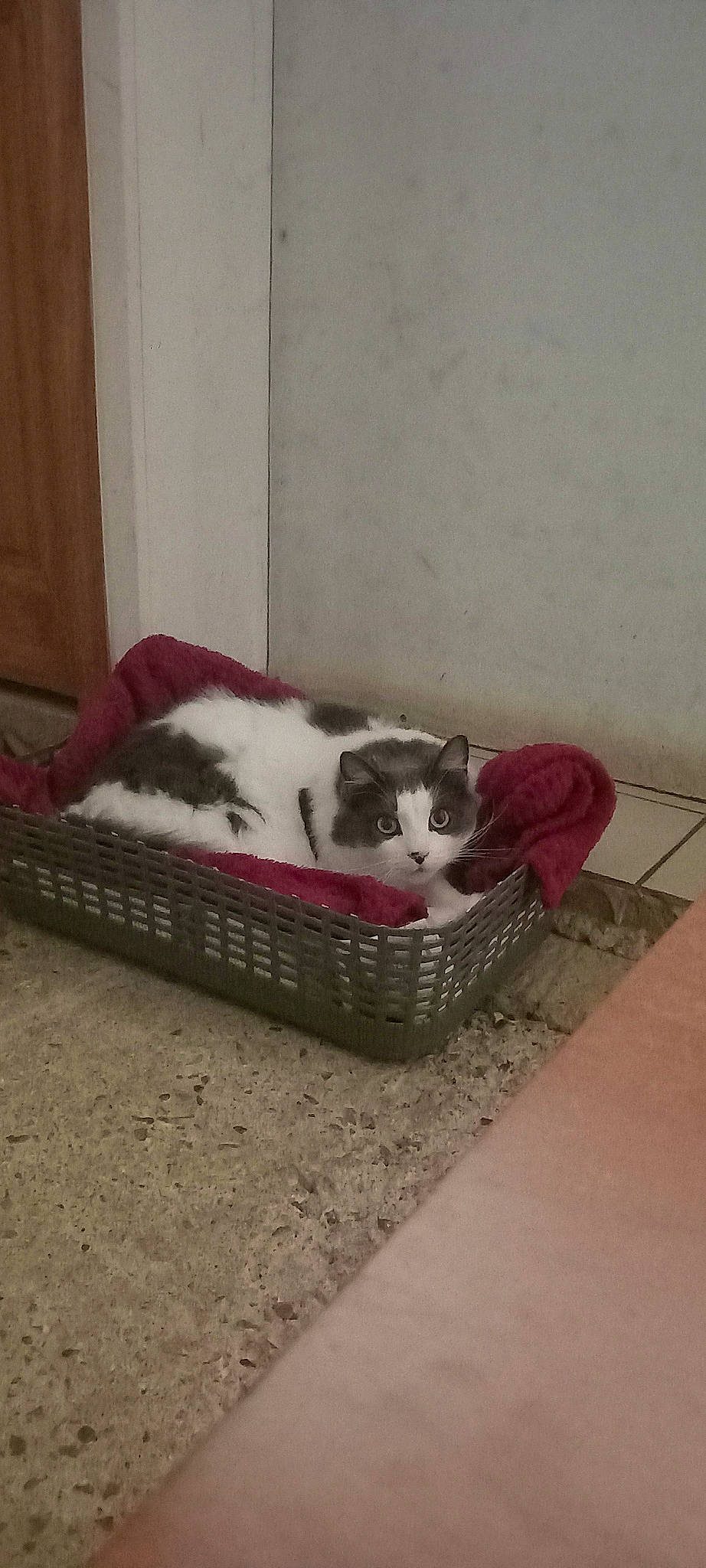 Minette a rejoint le concours — aidez-le/la à gagner de superbes lots ! box, carmine, carnivore, cat, cat_supply, comfort, domestic_short_haired_cat, felidae, flooring, fur, hardwood, paw, room, small_to_medium_sized_cats, snout, tail, whiskers, window, wood