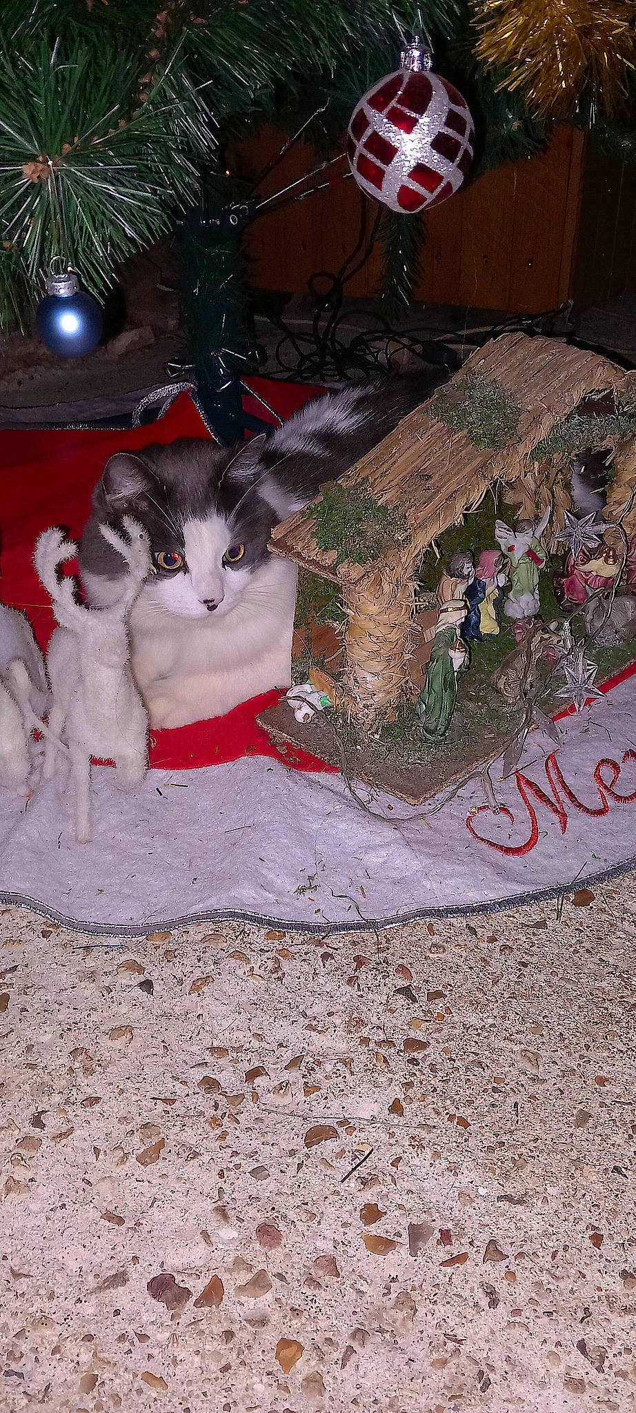Minette participe au concours pour gagner de l'argent avec cette photo : carmine, carnivore, cat, christmas, christmas_decoration, christmas_eve, christmas_ornament, domestic_short_haired_cat, felidae, flooring, fur, holiday, lap, pattern, paw, petal, photo_caption, small_to_medium_sized_cats, tail, whiskers