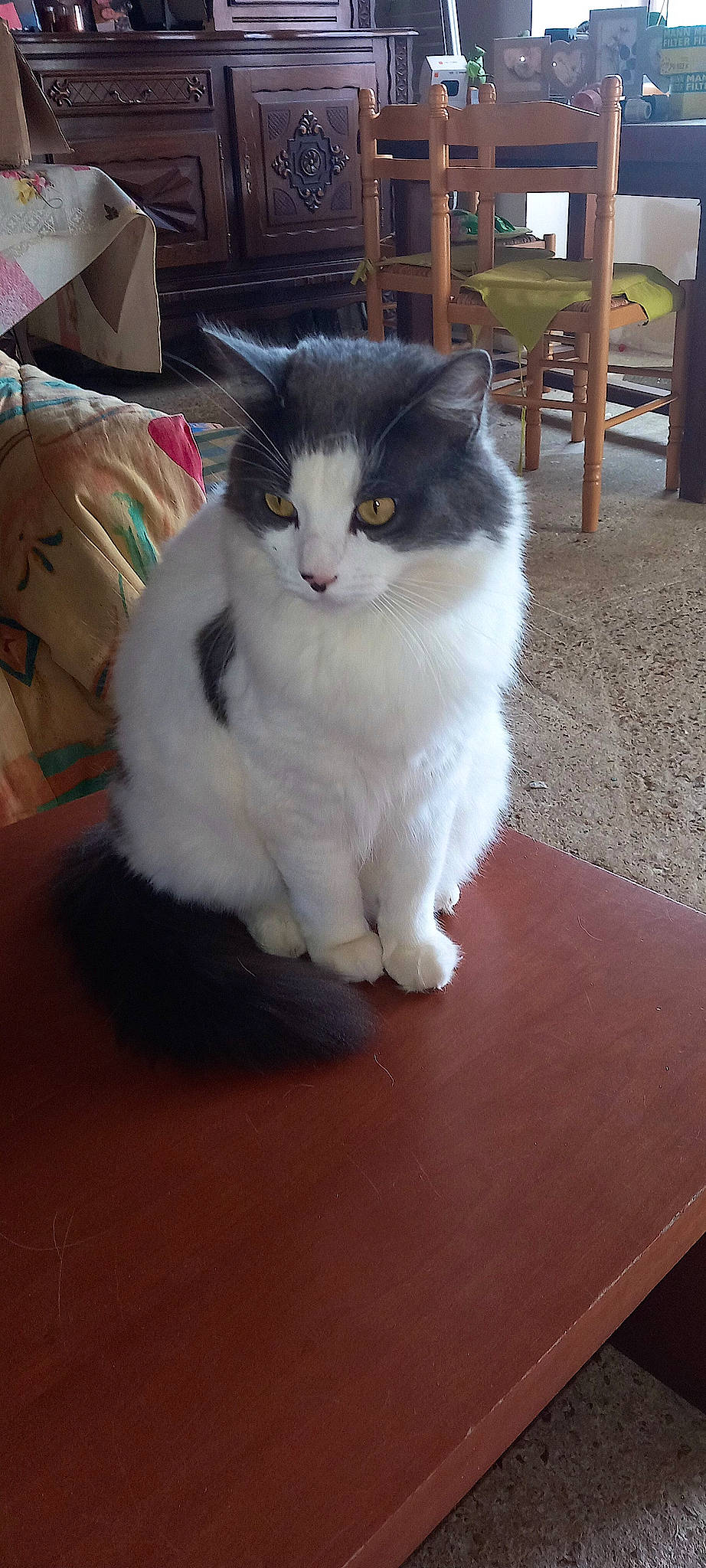 Minette a rejoint le concours — aidez-le/la à gagner de superbes lots ! box, carnivore, cat, claw, domestic_short_haired_cat, felidae, flooring, fur, hardwood, paw, sitting, small_to_medium_sized_cats, table, tail, whiskers, wood