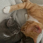 Romeo joined the competition — help win amazing prizes! animal, blanket, cat, close_up, cozy, cute, domestic_animal, feline, friendship, fur, gray_cat, indoor, orange_cat, paw, pet, resting, sleeping, snuggling, soft, whiskers