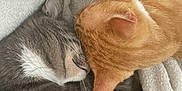 Romeo is registered to the contest to win money with this photo: blanket, cat, cats, closeup, cozy, cute, domestic_animal, ears, friendship, fur, grey_cat, indoor, nap, orange_cat, pet, resting, sleeping, snuggling, two_cats, whiskers