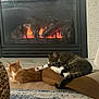 Romeo is registered to the contest to win money with this photo: animal, carpet, cat, cozy, feline, fireplace, friendship, furniture, ginger_cat, home, indoor, living_room, paw, pet, relaxation, resting, rug, tabby_cat, warmth, wood