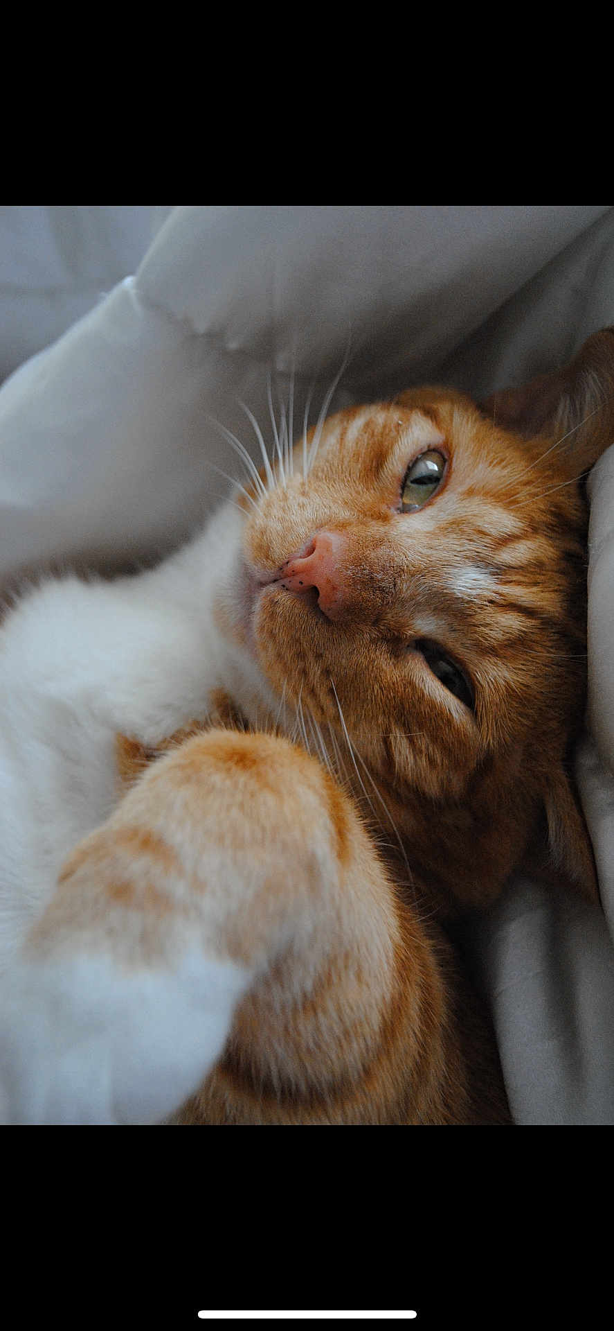 Romeo