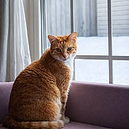 Meatball joined the competition — help win amazing prizes! cat, orange_tabby, feline, indoor, window, couch, purple_couch, snow, winter, pet, animal, fur, whiskers, ears, tail, looking, sitting, natural_light, cozy, quiet