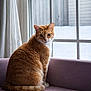 cat, orange_tabby, feline, indoor, window, couch, purple_couch, snow, winter, pet, animal, fur, whiskers, ears, tail, looking, sitting, natural_light, cozy, quiet