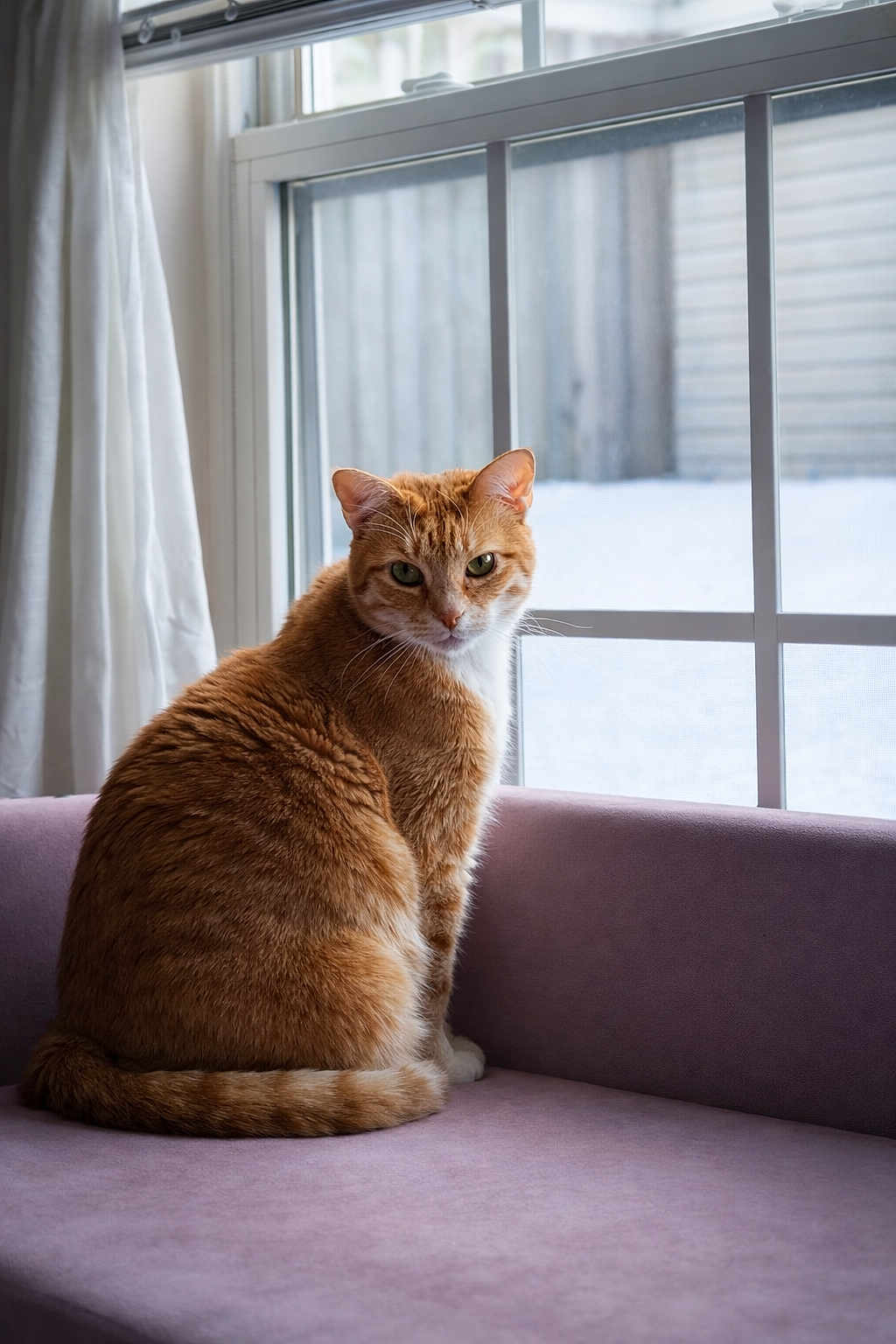 Meatball joined the competition — help win amazing prizes! cat, orange_tabby, feline, indoor, window, couch, purple_couch, snow, winter, pet, animal, fur, whiskers, ears, tail, looking, sitting, natural_light, cozy, quiet