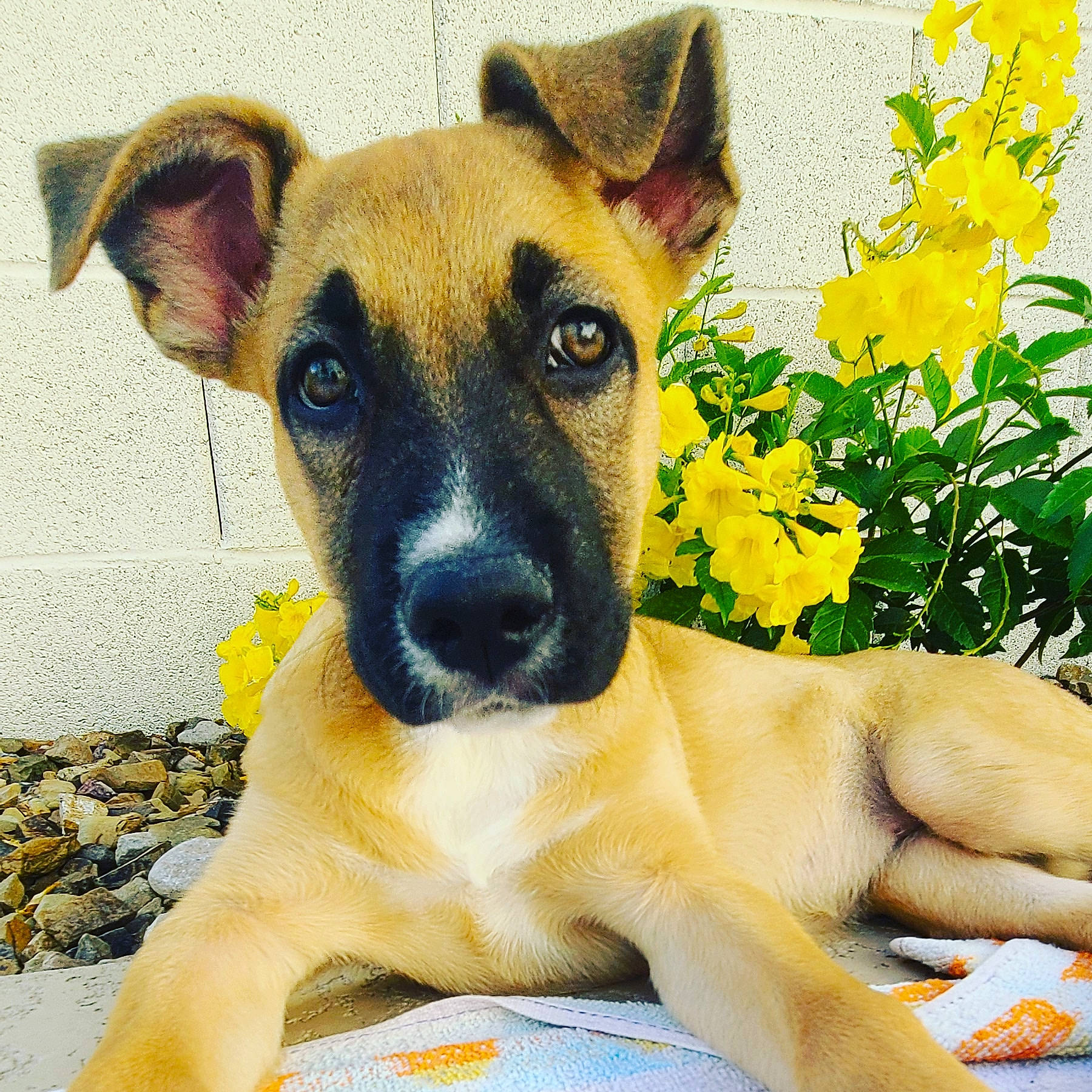 Shelby joined the competition — help win amazing prizes! annual_plant, canidae, carnivore, companion_dog, dog, dog_breed, fawn, flower, fur, grass, paw, plant, snout, sporting_group, terrestrial_animal, whiskers, wildlife, working_animal, working_dog, yellow