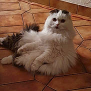 Diesel a rejoint le concours — aidez-le/la à gagner de superbes lots ! animal, cat, curious, cute, domestic_cat, ears, eyes, floor, fluffy, fur, gray, indoor, long_hair, looking, pet, relaxed, sitting, tile_floor, whiskers, white