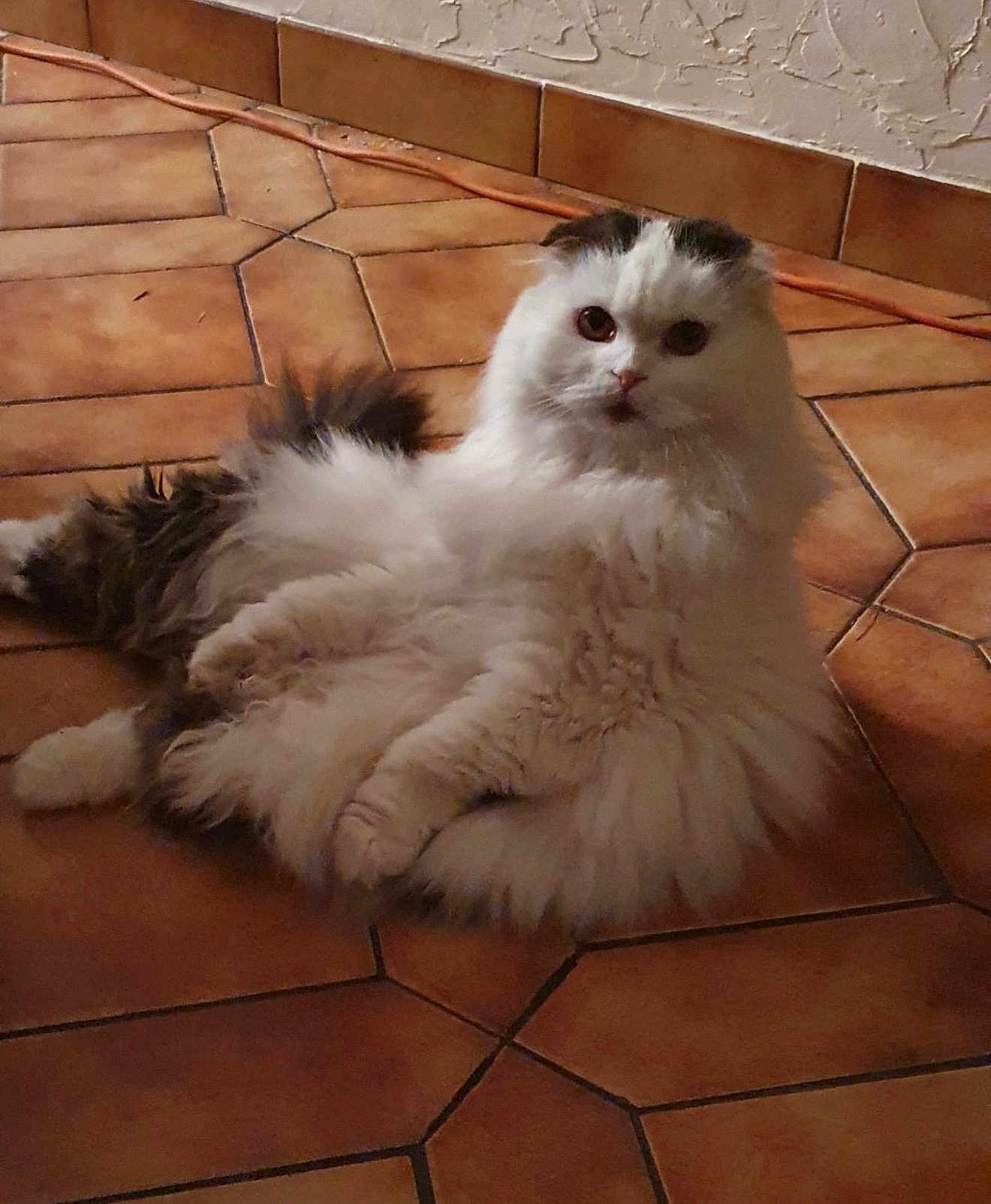 Diesel a rejoint le concours — aidez-le/la à gagner de superbes lots ! animal, cat, curious, cute, domestic_cat, ears, eyes, floor, fluffy, fur, gray, indoor, long_hair, looking, pet, relaxed, sitting, tile_floor, whiskers, white