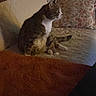 Jake joined the competition — help win amazing prizes! cat, kitten, adult_cat, tuxedo_cat, sleeping, sitting, couch, sofa, blanket, pillow, indoors, living_room, furniture, cozy, relaxed, pet, feline, fluffy, home, low_light