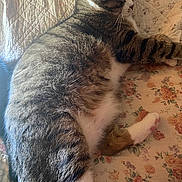 Jake joined the competition — help win amazing prizes! cat, tabby, white_fur, gray_fur, pet, sleeping, lounging, lying_down, paw, whiskers, ears, fur, animal, domestic_cat, floral_quilt, bed, indoors, cozy, relaxed, portrait