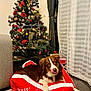 Aldo participe au concours pour gagner de l'argent avec cette photo : dog, christmas_tree, holiday, festive, red, white, ornaments, roses, candy_canes, lights, bed, pet, indoor, curtains, floor, cozy, tongue_out, canine, decorations, living_room