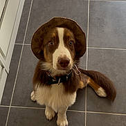 Aldo participe au concours pour gagner de l'argent avec cette photo : dog, brown_and_white, hat, pet, animal, sitting, floor, tile, indoor, cute, fur, collar, looking_up, portrait, canine, domestic_animal, adorable, companion, household, fashion_accessory