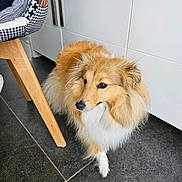 Pepsi participe au concours pour gagner de l'argent avec cette photo : alert, animal, black_nose, brown, canine, companion, curious, cushion, dog, domestic, ears, fur, furniture, home, indoor, pet, shetland_sheepdog, tile_floor, white, wooden_chair