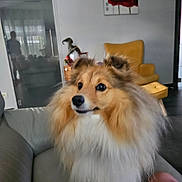 Pepsi participe au concours pour gagner de l'argent avec cette photo : dog, shetland_sheepdog, fluffy, pet, couch, living_room, furniture, yellow_armchair, painting, red_flower, indoor, animal, cute, fur, canine, domestic_animal, companion, portrait, household, cozy