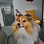 dog, shetland_sheepdog, fluffy, pet, couch, living_room, furniture, yellow_armchair, painting, red_flower, indoor, animal, cute, fur, canine, domestic_animal, companion, portrait, household, cozy