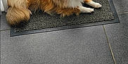 Pepsi participe au concours pour gagner de l'argent avec cette photo : animal, brown, canine, cozy, curtains, dog, domestic, doormat, floor, fluffy, fur, indoor, laying_down, light, pet, resting, shetland_sheepdog, tile, white, window