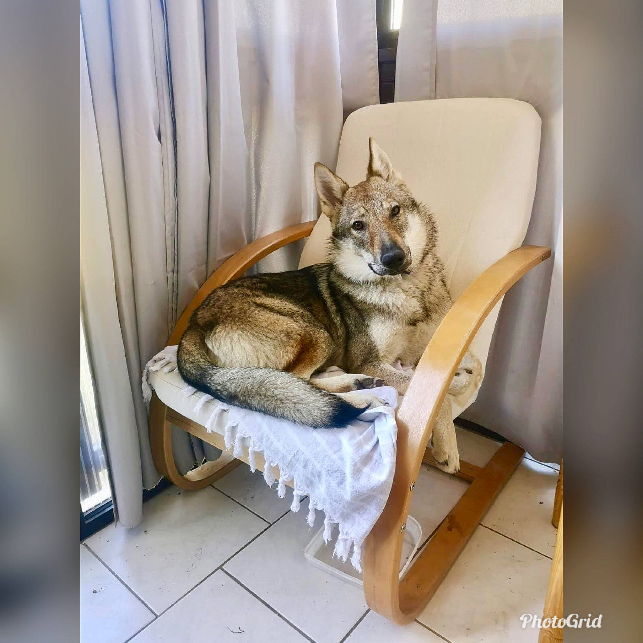 Dadjal participe au concours pour gagner de l'argent avec cette photo : canidae, canis, carnivore, chair, czechoslovakian_wolfdog, dog, furniture, mammal, norwegian_lundehund, room, swedish_vallhund, wolfdog