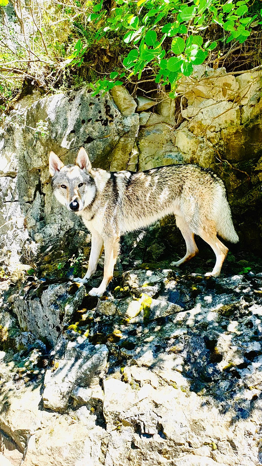 Dadjal a rejoint le concours — aidez-le/la à gagner de superbes lots ! canidae, canis, canis_lupus_tundrarum, carnivore, coyote, fawn, mammal, northern_inuit_dog, rock, saarloos_wolfdog, vertebrate, wildlife, wolf, wolfdog