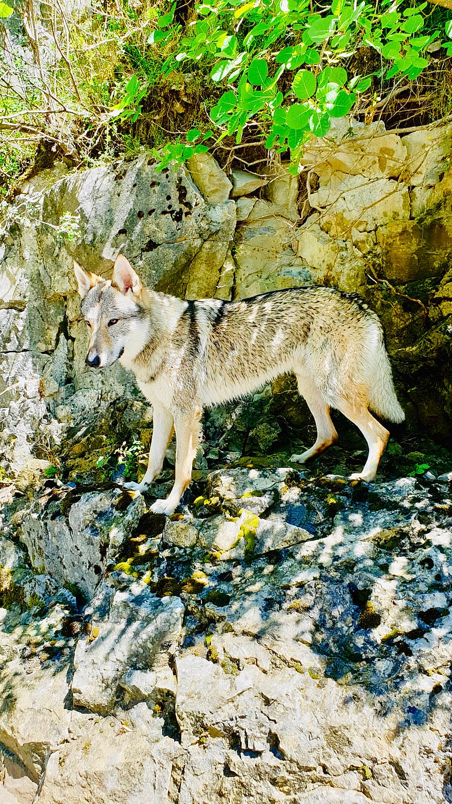 Dadjal a rejoint le concours — aidez-le/la à gagner de superbes lots ! canidae, canis, canis_lupus_tundrarum, carnivore, coyote, fawn, mammal, rock, vertebrate, wildlife, wolf, wolfdog