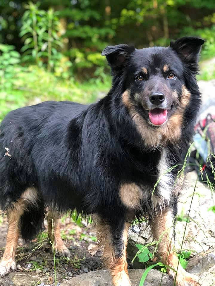 Dallas is registered to the contest to win money with this photo: borador, canidae, carnivore, collar, companion_dog, dog, dog_breed, dog_collar, fur, grass, herding_dog, plant, snout, sporting_group, tail, terrestrial_animal, working_animal, working_dog