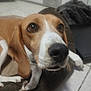 dog, beagle, pet, close_up, brown, white, bed, indoor, floor, ears, nose, animal, canine, resting, looking_up, cute, domestic, fur, whiskers, companion