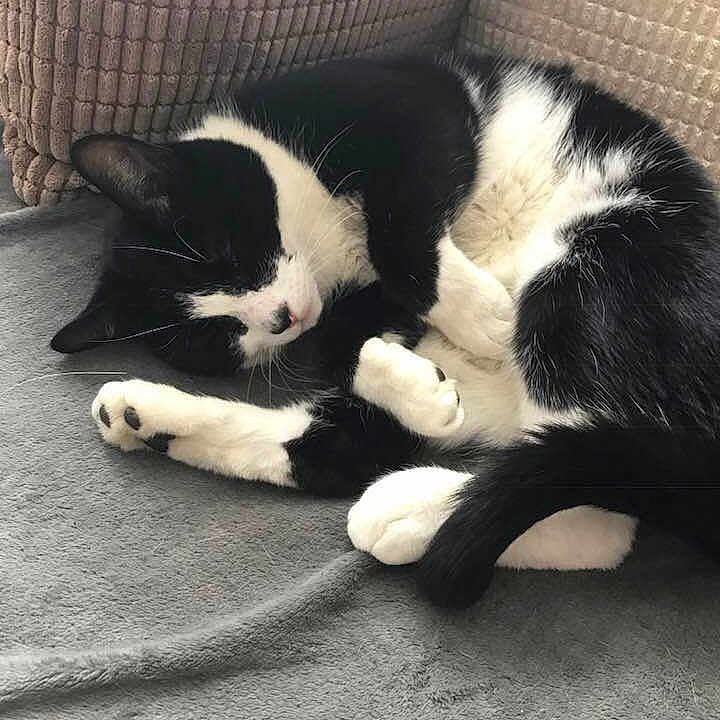 Reggie is registered to the contest to win money with this photo: black, black_cat, cat, cat_like_mammal, claw, dog_breed_group, fur, kitten, paw, small_to_medium_sized_cats, snout, tail, whiskers