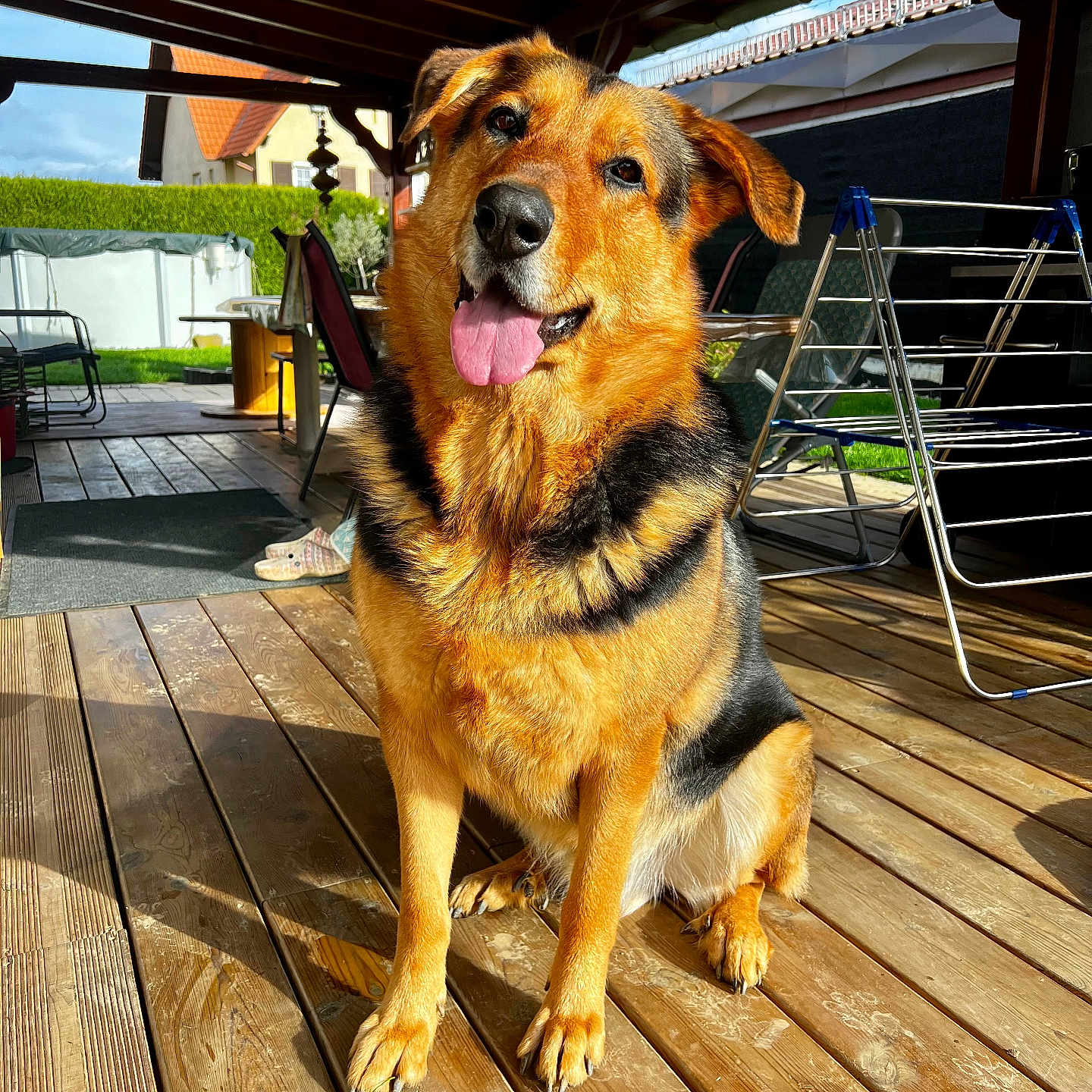 Pépito participe au concours pour gagner de l'argent avec cette photo : animal, backyard, canine, daytime, dog, drying_rack, ears_up, fur, furniture, german_shepherd, happy, house, outdoor, patio, pet, shadow, sitting, sunlight, tongue_out, wooden_deck