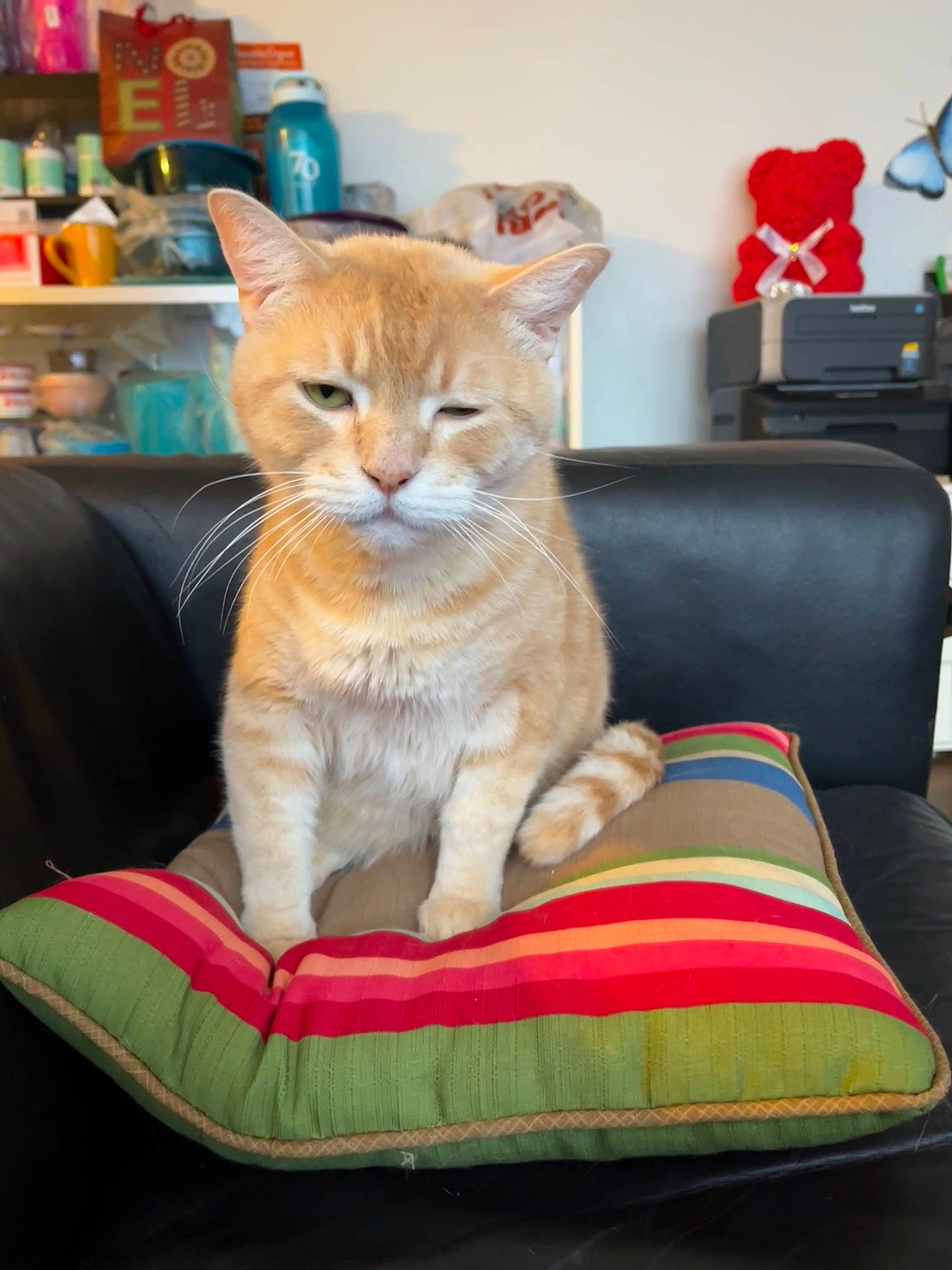 Frank joined the competition — help win amazing prizes! carnivore, cat, cat_supply, comfort, companion_dog, domestic_short_haired_cat, fawn, felidae, flooring, fur, paw, pet_supply, room, shelf, sitting, small_to_medium_sized_cats, tail, whiskers