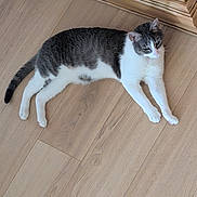 Bentley Harville joined the competition — help win amazing prizes! cat, gray_and_white_cat, wooden_floor, indoor, pet, animal, feline, relaxed, stretching, cabinet, flooring, domestic_animal, cute, whiskers, ears, tail, paws, resting, household, home