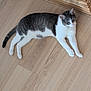 cat, gray_and_white_cat, wooden_floor, indoor, pet, animal, feline, relaxed, stretching, cabinet, flooring, domestic_animal, cute, whiskers, ears, tail, paws, resting, household, home