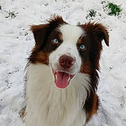 Hunter is registered to the contest to win money with this photo: animal, blue_eyes, canine, cold, cute, dog, ears, fluffy, friendly, fur, grass, happy, nature, outdoor, pet, playful, portrait, snow, tongue_out, winter