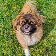 Abby is registered to the contest to win money with this photo: adorable, animal, bell, brown, canine, collar, cute, dog, eyes, face, fluffy, fur, grass, nature, outdoor, pet, playful, small_dog, tail, white