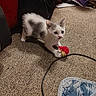 Jude Aka Bb is registered to the contest to win money with this photo: kitten, cat, toy, pom_pom, carpet, indoor, pet, playful, small, white, gray, animal, paw, feline, cute, young, household, floor, cable, fabric