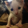 Jude Aka Bb is registered to the contest to win money with this photo: kitten, cat, baby_cat, cute, small, fur, whiskers, paws, closeup, pet, animal, indoor, young, adorable, wide_eyes, curious, soft, mammal, face, looking