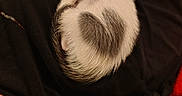 Jude Aka Bb is registered to the contest to win money with this photo: kitten, cat, curled_up, heart_shape, fur, sleeping, pet, animal, cute, cozy, black_background, soft_focus, whiskers, tail, domestic_cat, feline, closeup, resting, warm_lighting, snuggle