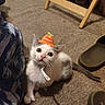 animal, carpet, cat, chair, cozy, curious, cute, floor, gray_spots, hat, home, indoor, kitten, looking_up, orange_hat, pet, slippers, small, white_cat, young_cat