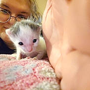 Jude Aka Bb is registered to the contest to win money with this photo: kitten, baby_animal, person, glasses, face, hand, blanket, indoor, closeup, cute, feline, young, pet, cozy, warm, soft, curious, portrait, animal, human