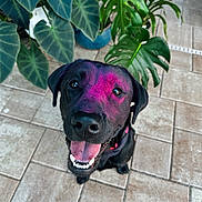 Koda joined the competition — help win amazing prizes! dog, black_dog, happy, tongue_out, pink_powder, close_up, looking_up, potted_plants, green_leaves, tile_floor, outdoor, pet, animal, smiling, collar, canine, cute, playful, portrait, friendly