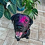 dog, black_dog, happy, tongue_out, pink_powder, close_up, looking_up, potted_plants, green_leaves, tile_floor, outdoor, pet, animal, smiling, collar, canine, cute, playful, portrait, friendly