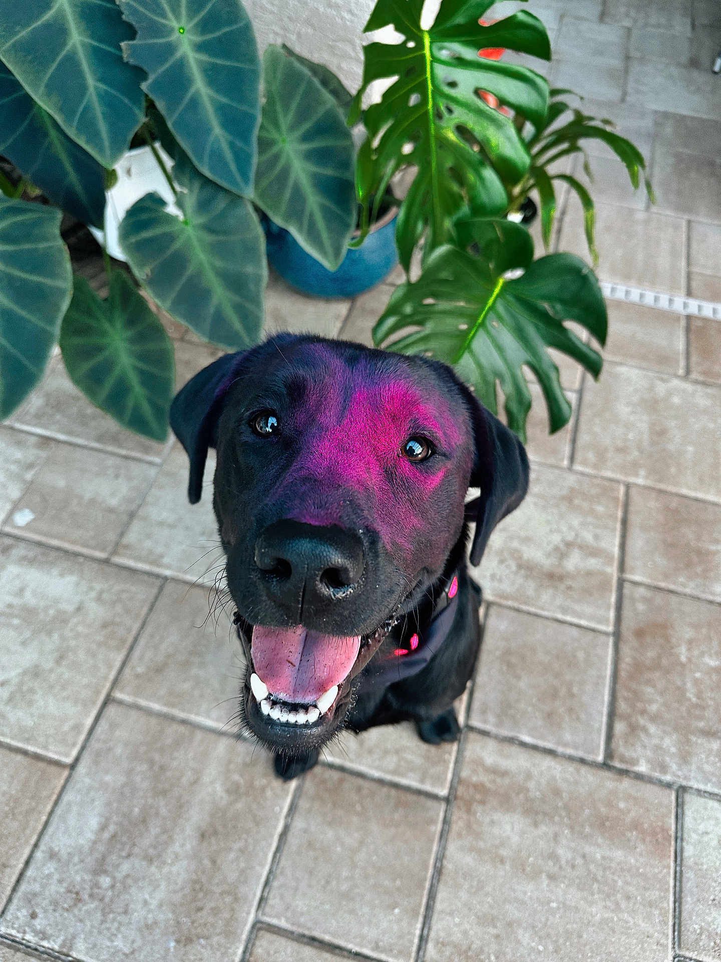 Koda joined the competition — help win amazing prizes! dog, black_dog, happy, tongue_out, pink_powder, close_up, looking_up, potted_plants, green_leaves, tile_floor, outdoor, pet, animal, smiling, collar, canine, cute, playful, portrait, friendly
