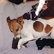 Camaille participe au concours pour gagner de l'argent avec cette photo : dog, jack_russell_terrier, brown_and_white, spotted, small_dog, pet, animal, lying_down, bed, blanket, pillow, indoors, cozy, relaxed, alert, collar, plush_toy, chew_toy, bedroom, photography