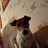 Camaille participe au concours pour gagner de l'argent avec cette photo : dog, puppy, pet, animal, sitting, portrait, indoors, couch, furniture, brown_and_white, short_hair, floppy_ears, black_nose, dark_eyes, curious, alert, home, wallpaper, warm_lighting, close_up