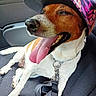 Camaille participe au concours pour gagner de l'argent avec cette photo : dog, pet, car, car_interior, baseball_cap, hat, tongue, panting, happy, smiling, collar, harness, leash, seated, white_fur, brown_fur, close_up, portrait, road_trip, funny