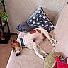 dog, sleeping, pet, couch, sofa, blanket, pillow, plush_toy, indoor, home, living_room, relaxed, resting, white_fur, brown_patches, collar, short_hair, plant, carpet, cozy