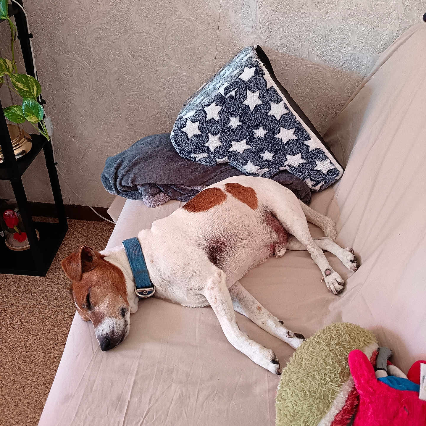 Camaille participe au concours pour gagner de l'argent avec cette photo : dog, sleeping, pet, couch, sofa, blanket, pillow, plush_toy, indoor, home, living_room, relaxed, resting, white_fur, brown_patches, collar, short_hair, plant, carpet, cozy