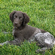 Arya participe au concours pour gagner de l'argent avec cette photo : dog, puppy, brown_dog, speckled_coat, lying_down, grass, lawn, outdoor, pet, looking_at_camera, floppy_ears, wet_nose, fur, playful, cute, animal_portrait, close_up, green_background, young_dog, relaxed
