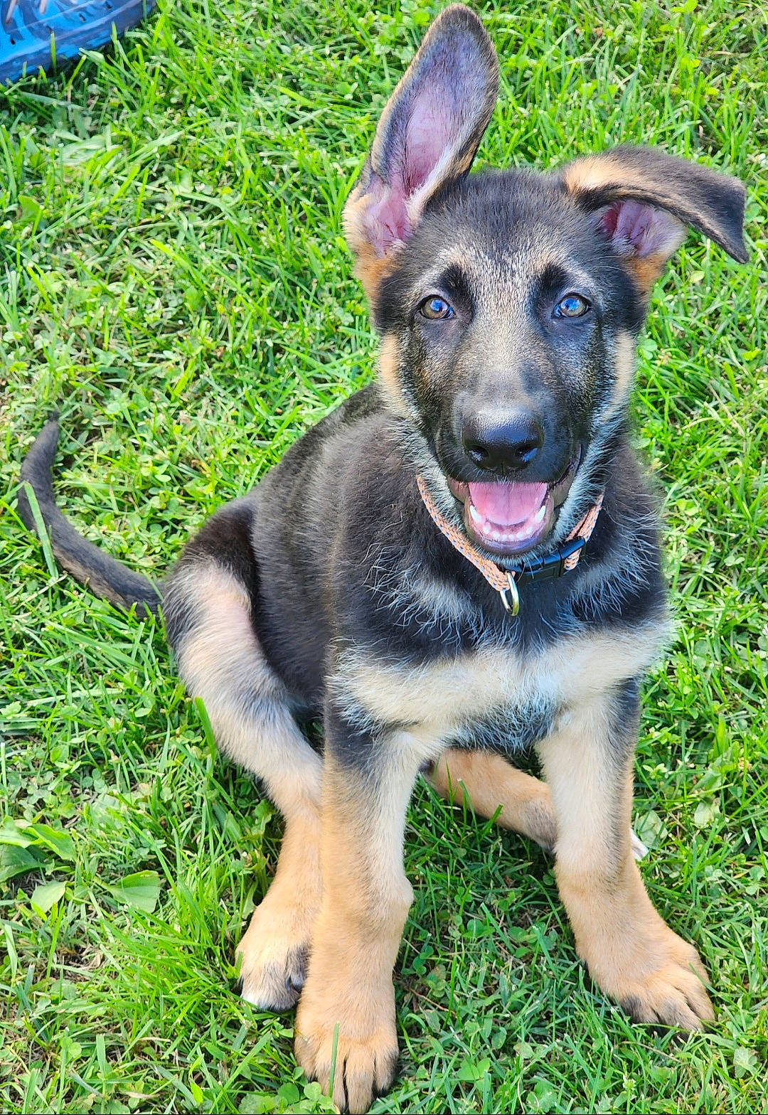 Timmy is registered to the contest to win money with this photo: belgian_shepherd_malinois, canidae, carnivore, collar, companion_dog, dog, dog_breed, dog_collar, dog_supply, east_european_shepherd, fawn, german_shepherd_dog, grass, old_german_shepherd_dog, plant, snout, sporting_group, terrestrial_animal, working_animal, working_dog