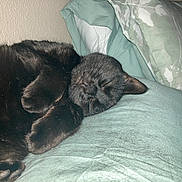 Black Cat is registered to the contest to win money with this photo: animal, armchair, bed, bedroom, blackcat, blanket, cat, chair, couch, cushion, furniture, homedecor, indoors, kitten, linen, manx, person, pet, room, sleeping