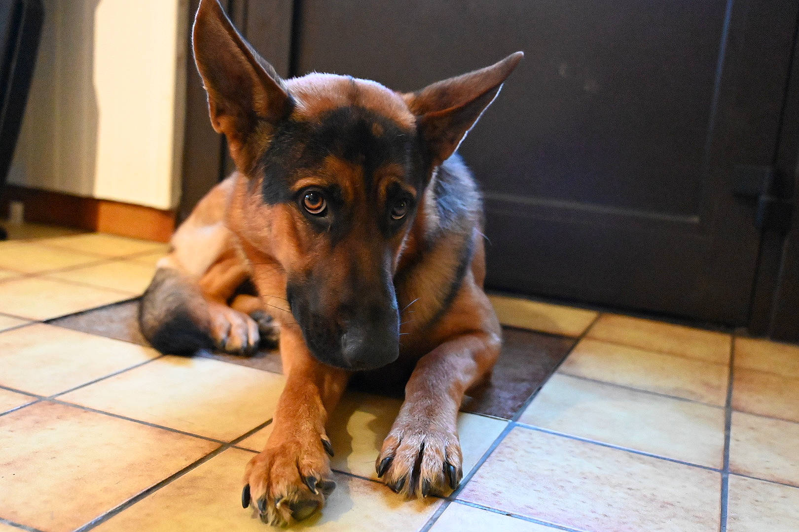 Skoll a rejoint le concours — aidez-le/la à gagner de superbes lots ! canidae, carnivore, companion_dog, curtain, dog, dog_breed, fawn, flooring, fur, guard_dog, hardwood, snout, sporting_group, tile_flooring, toy_dog, wood, working_animal, working_dog